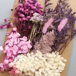 VIOLETA